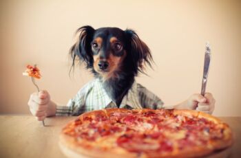 Can Dog Eat Pizza? (Fun Facts)