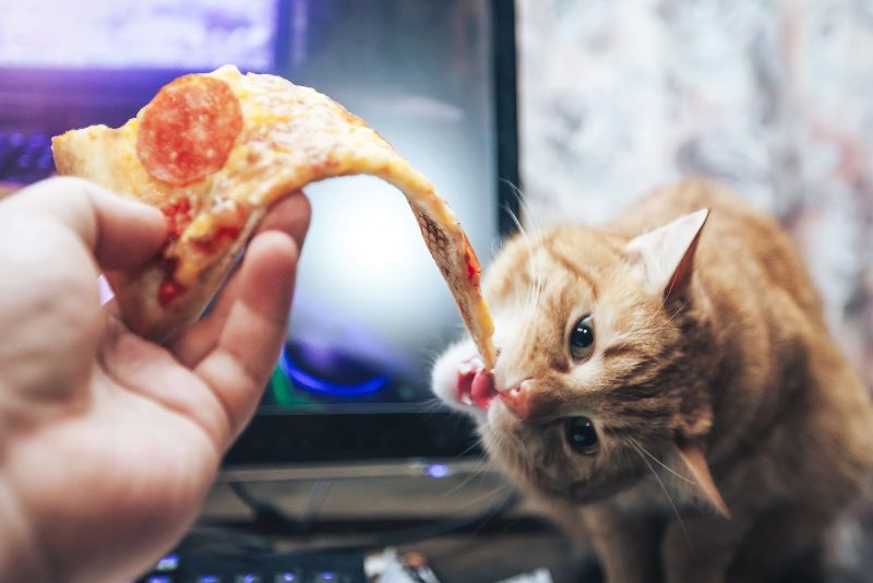 Can Cats Eat Pizza Featured Image