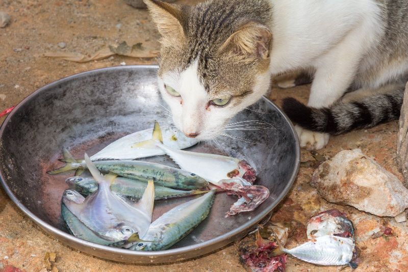 Can Cats Eat Pork Fish
