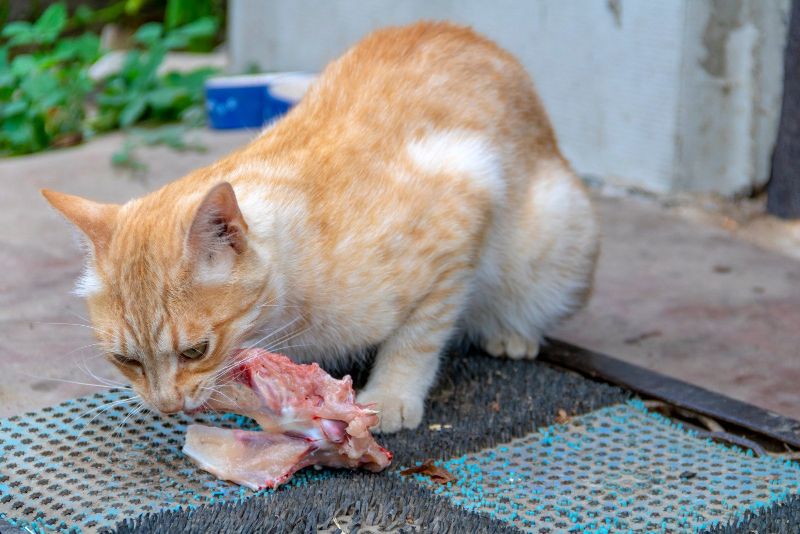 Can Cats Eat Pork Why